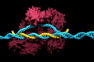 Scopri di più sull'articolo Nuovo Meccanismo di Difesa CRISPR che Offre Spunti sull’Immunità Antivirale Batterica