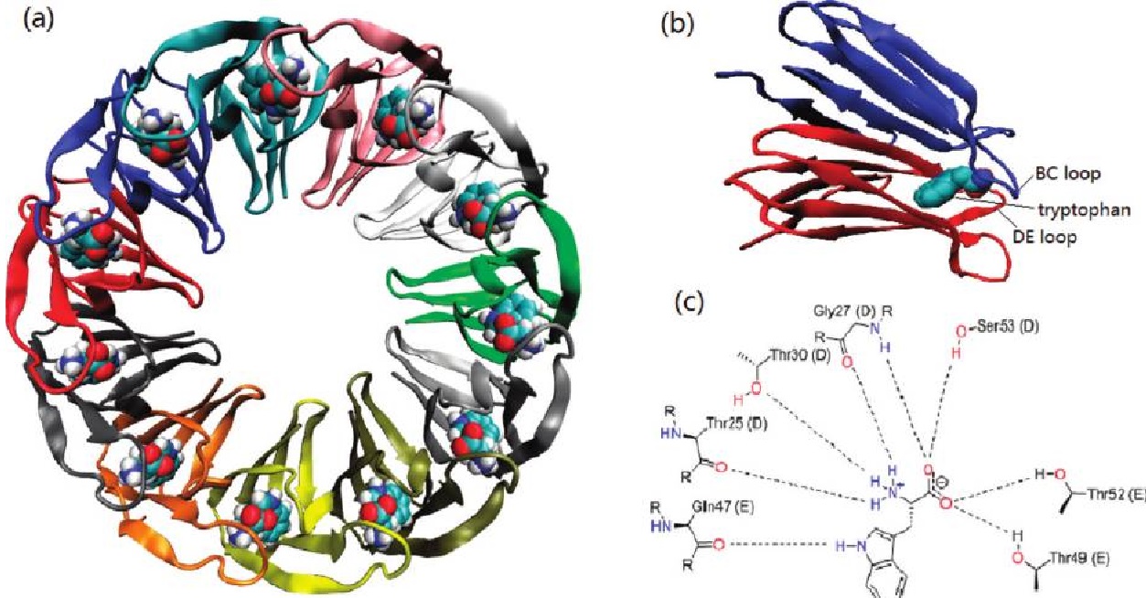 You are currently viewing Programmable Protein Cages Revolutionize Targeted Drug Delivery