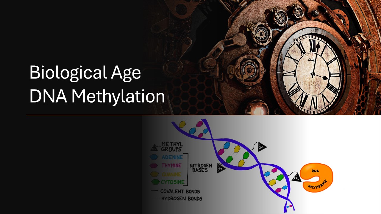 Al momento stai visualizzando Decodificare l’invecchiamento: svolta degli orologi epigenetici specifici per tipo cellulare